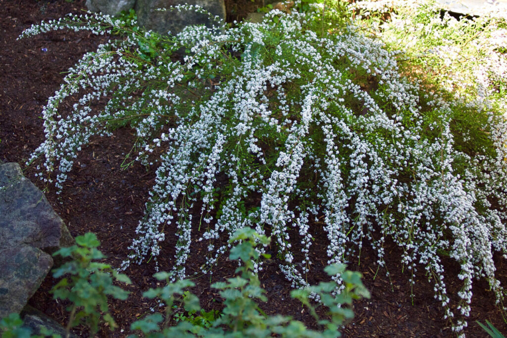 Fringe Myrtle (Micromyrtus ciliata)