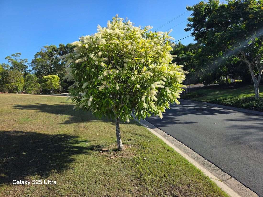 Ivory Curl (Buckinghamia celsissima)