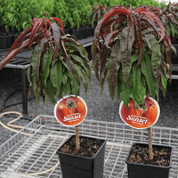 Nectarine Super Dwarf Sunset - Ladybird Nursery