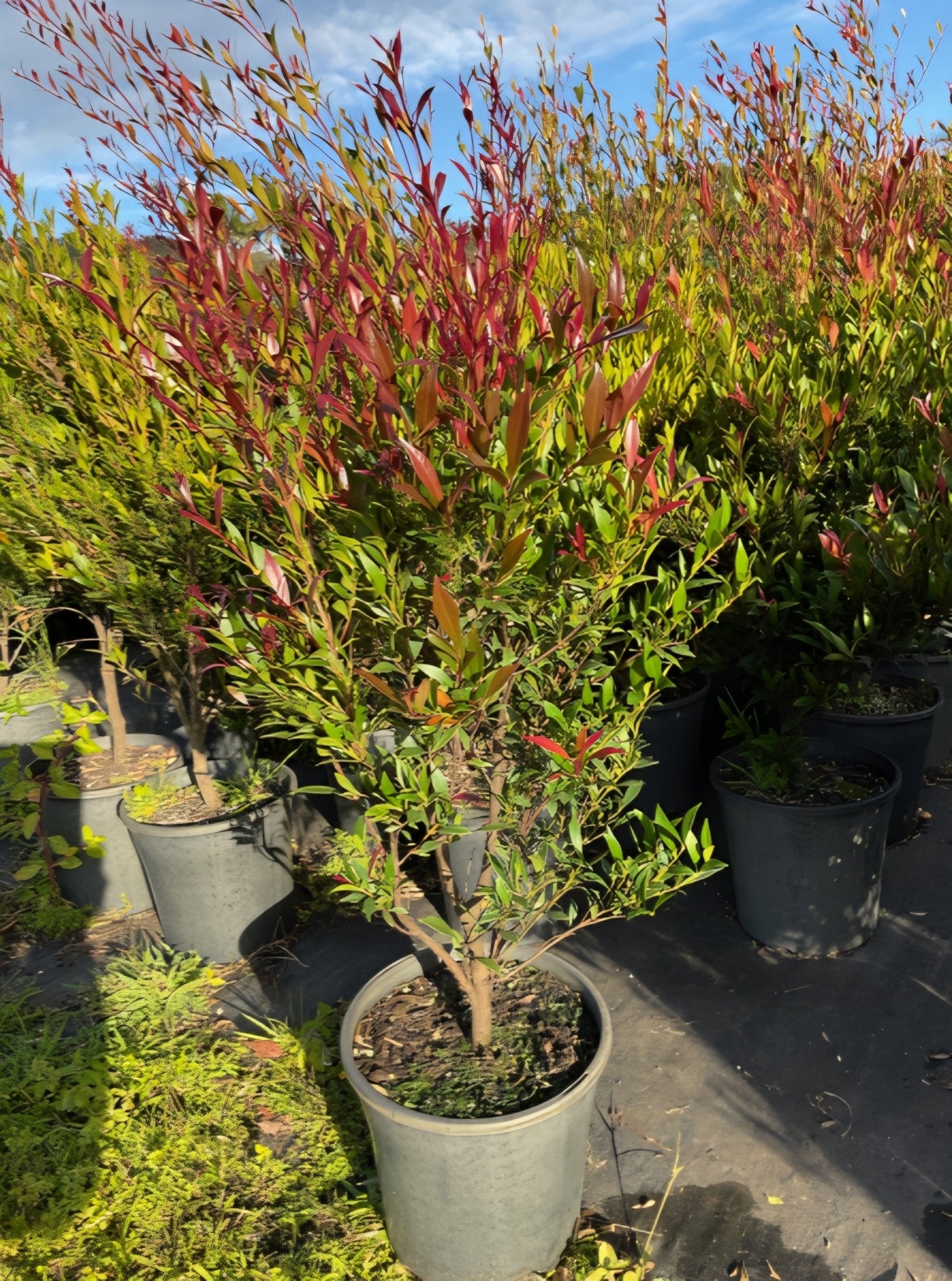 Lilly Pilly 'Cherry Surprise' - Large - Ladybird Nursery