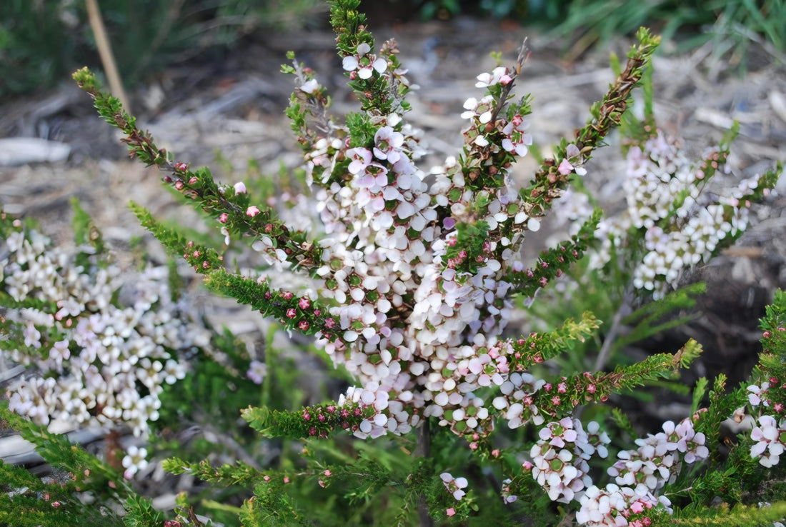Leptospermum 'Mozzie Blocker' (Leptospermum liversidgei)