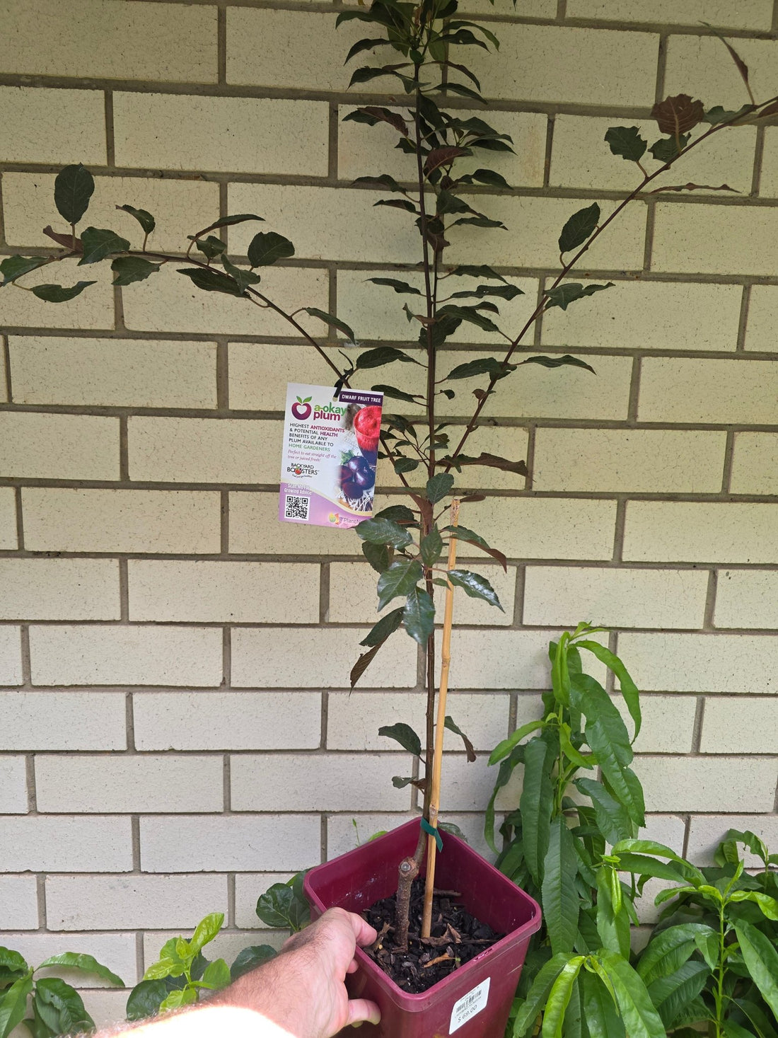 Dwarf Plum 'A - Okay™' - Ladybird Nursery