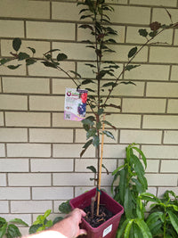 Dwarf Plum 'A - Okay™' - Ladybird Nursery