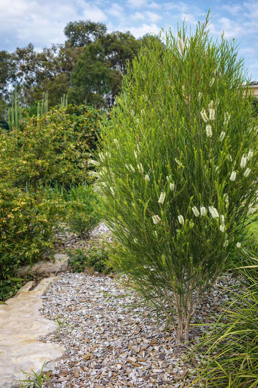 Dwarf Melaleuca Space Saver (Melaleuca armillaris) - Ladybird Nursery