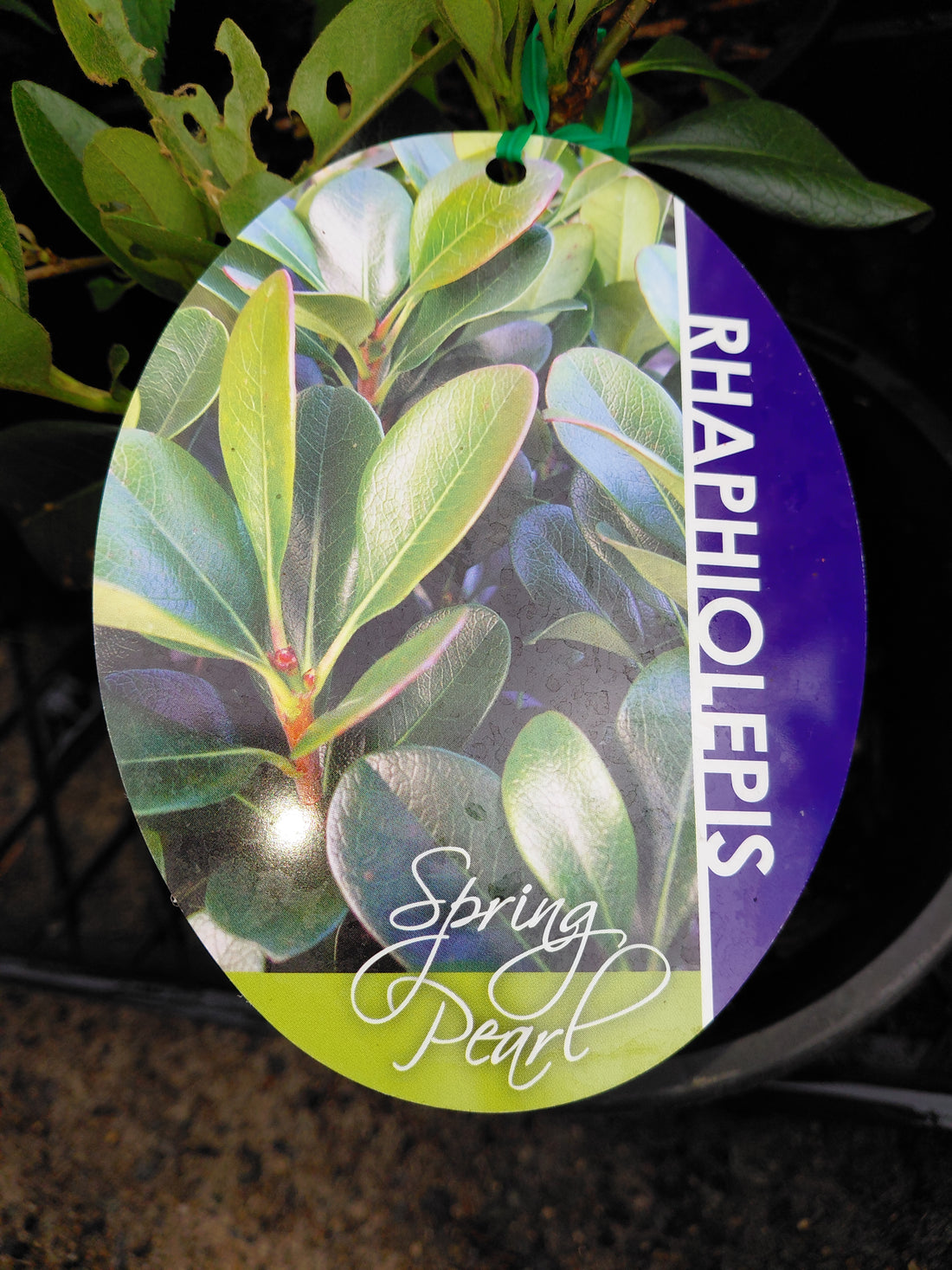 Rhaphiolepis indica ‘Spring Pearl’