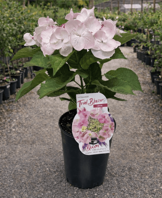 Hydrangea Trail Blazer - Ladybird Nursery