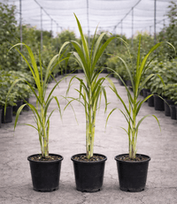 Sugarcane (QLD ONLY) - Ladybird Nursery