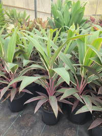 Cordyline Pink Diamond - Ladybird Nursery