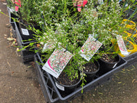 Fringe Myrtle (Micromyrtus ciliata) - Ladybird Nursery