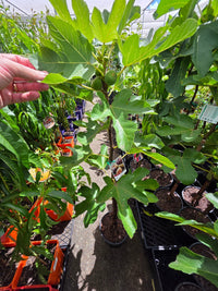 Fig ‘Adam’s Pride’ - Ladybird Nursery