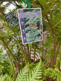 Tree Fern (Cyathea cooperi) - Ladybird Nursery