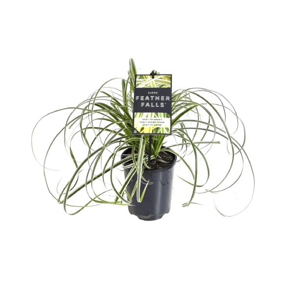 Carex 'Feather Falls' - Ladybird Nursery