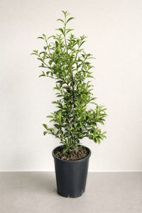 Lilly Pilly 'Resilience' (Syzygium australe) 140mm Pot - Ladybird Nursery