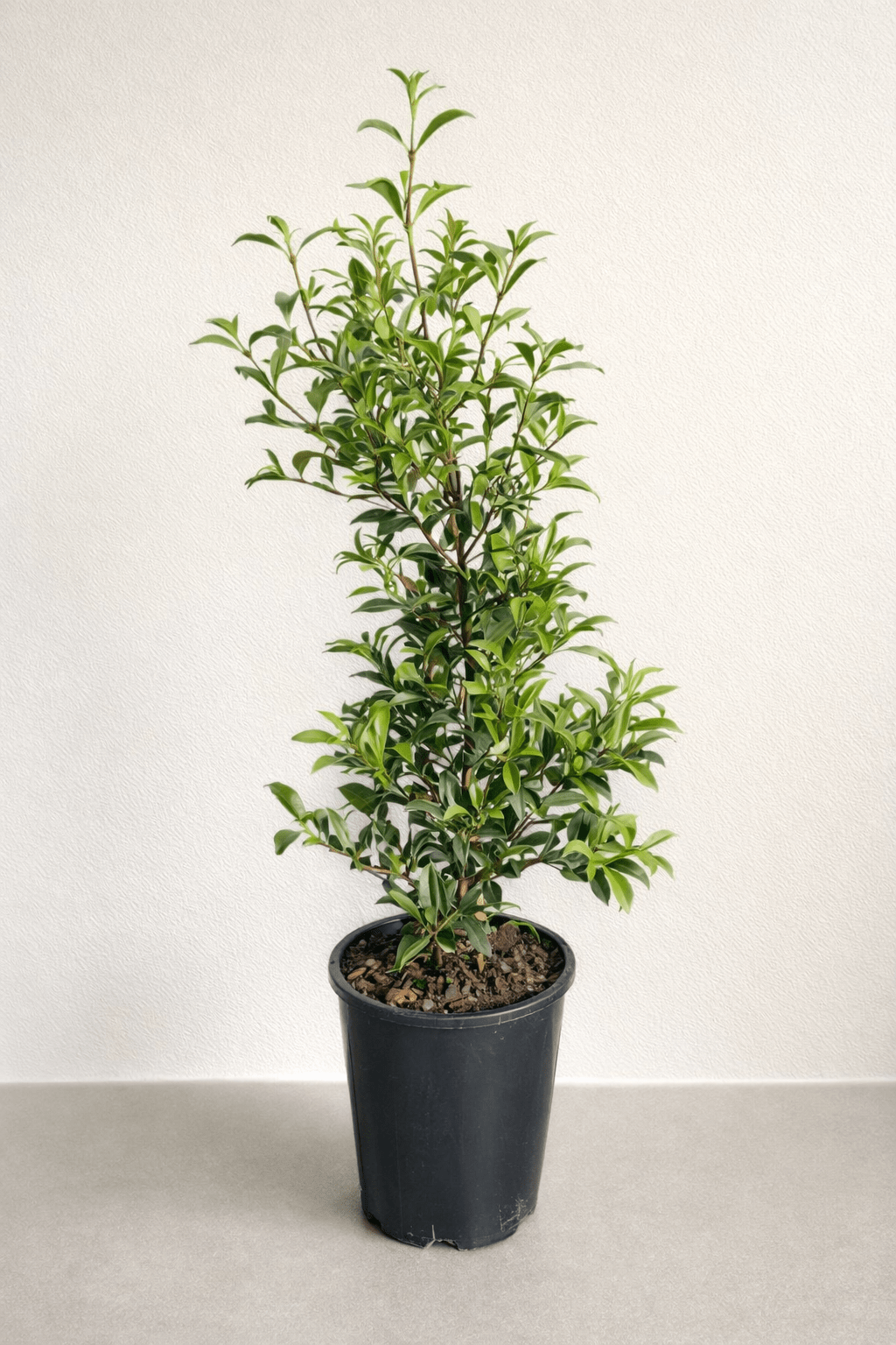 Lilly Pilly 'Resilience' (Syzygium australe) 140mm Pot - Ladybird Nursery