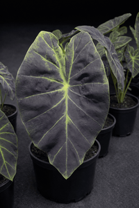 Colocasia 'Black Beauty' (Colocasia esculenta) - Ladybird Nursery