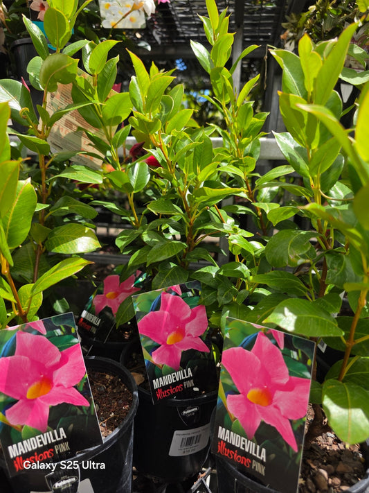 Mandevilla Illusions Pink - Ladybird Nursery