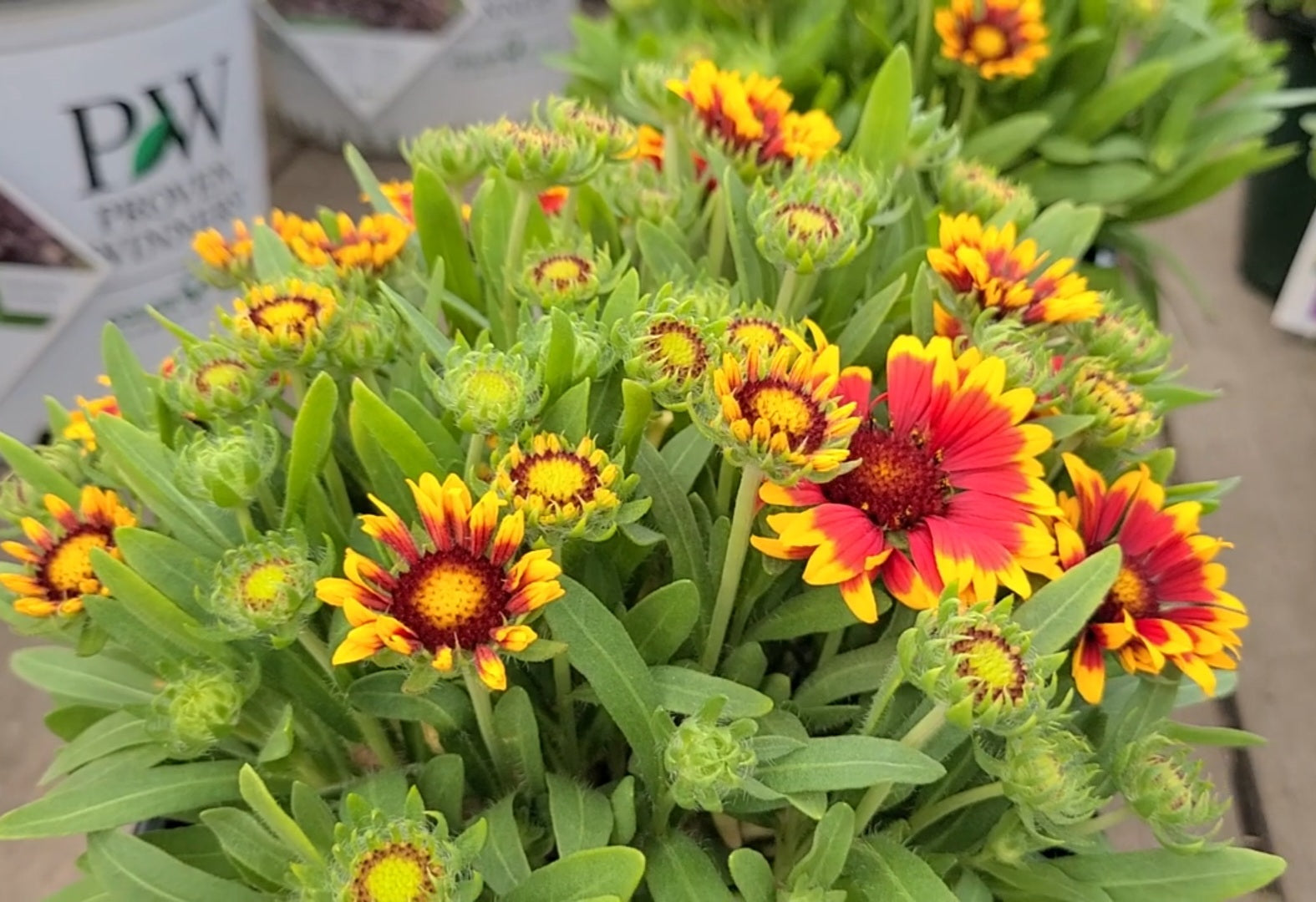 Gaillardia Spintop 'Orange Halo' (Blanket Flower)