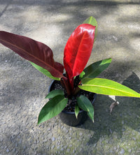 Phildodendron 'Red Sun' - Large