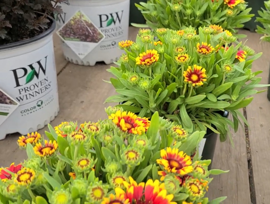 Gaillardia Spintop 'Orange Halo' (Blanket Flower)