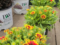 Gaillardia Spintop 'Orange Halo' (Blanket Flower)