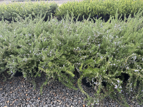 Rosemary Prostrate - Large