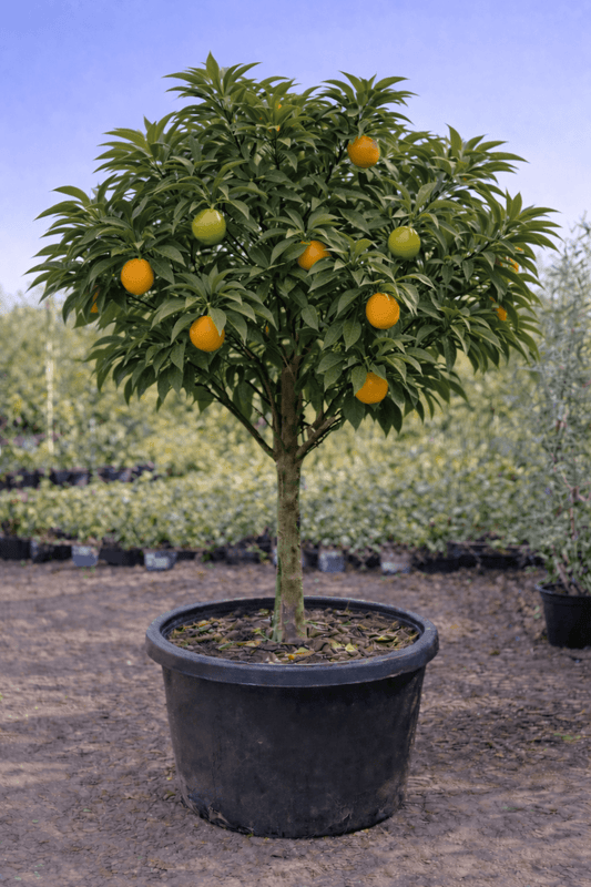 Mandarin 'Emperor' 500mm Pot (Pickup Only) - Ladybird Nursery