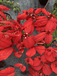 Quisqualis 'Red Riot' - Ladybird Nursery