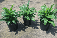 Peace Lily Sweet Chico (Spathiphyllum) - Ladybird Nursery