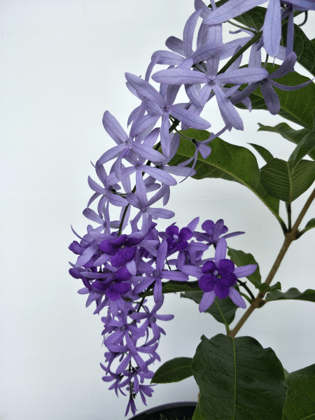 Purple Wreath 'Purple Passion' (Petrea) - Ladybird Nursery