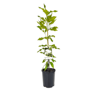 Lemon Myrtle (Backhousia citriodora) - Ladybird Nursery