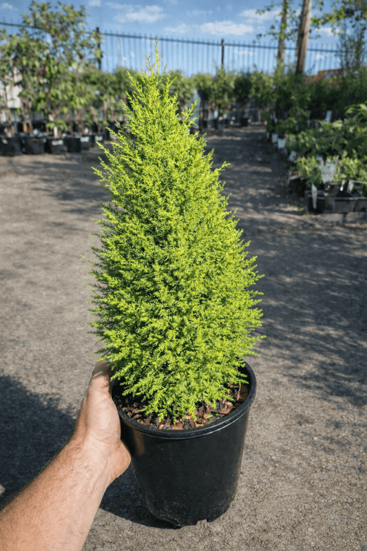 Lemon Scented Conifer - Ladybird Nursery
