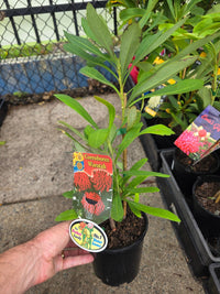 Waratah Corroboree (Telopea) - Ladybird Nursery
