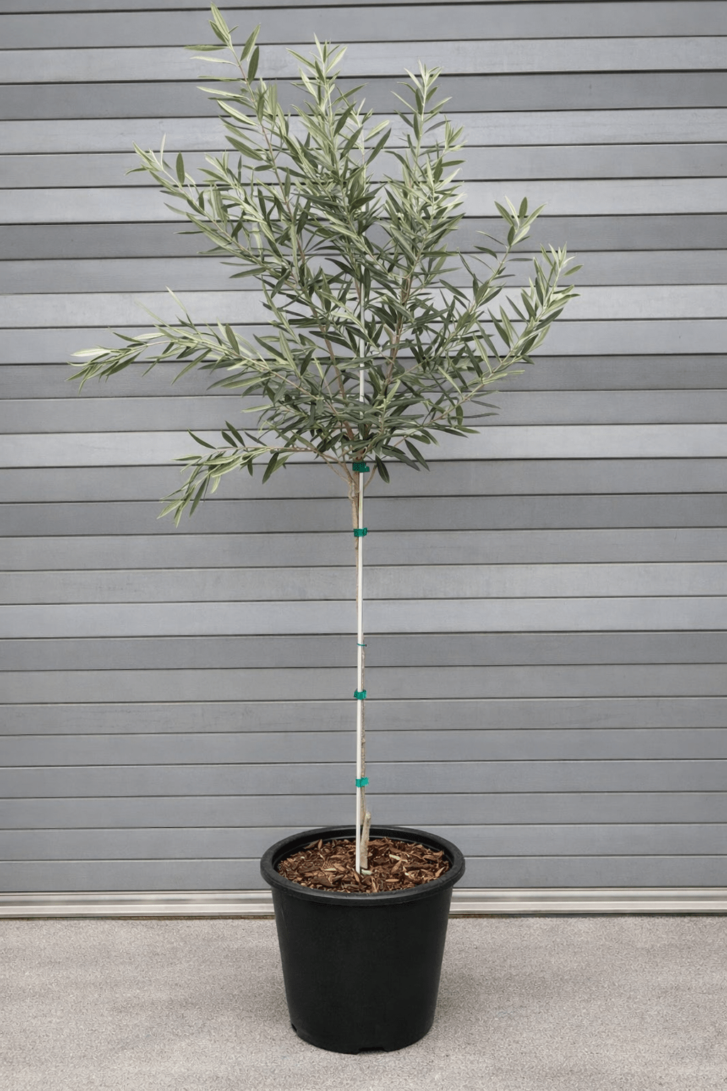 Olive 'Koroneiki' (Koraniki) - Ladybird Nursery