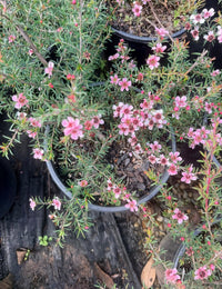 Leptospermum 'Pink Cascade' - Ladybird Nursery