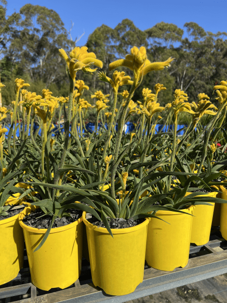 Kangaroo Paw 'Bush Zest' (Anigozanthos) - Ladybird Nursery