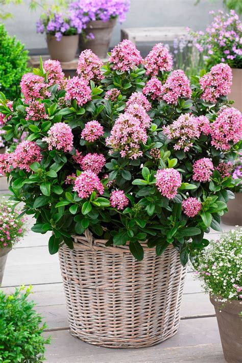 Escallonia 'Pink Elle' - Ladybird Nursery