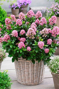 Escallonia 'Pink Elle' - Ladybird Nursery