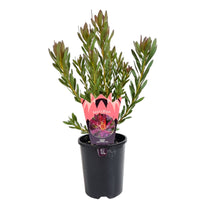 Leucadendron Devils Blush (Leucadendron salignum) - Ladybird Nursery