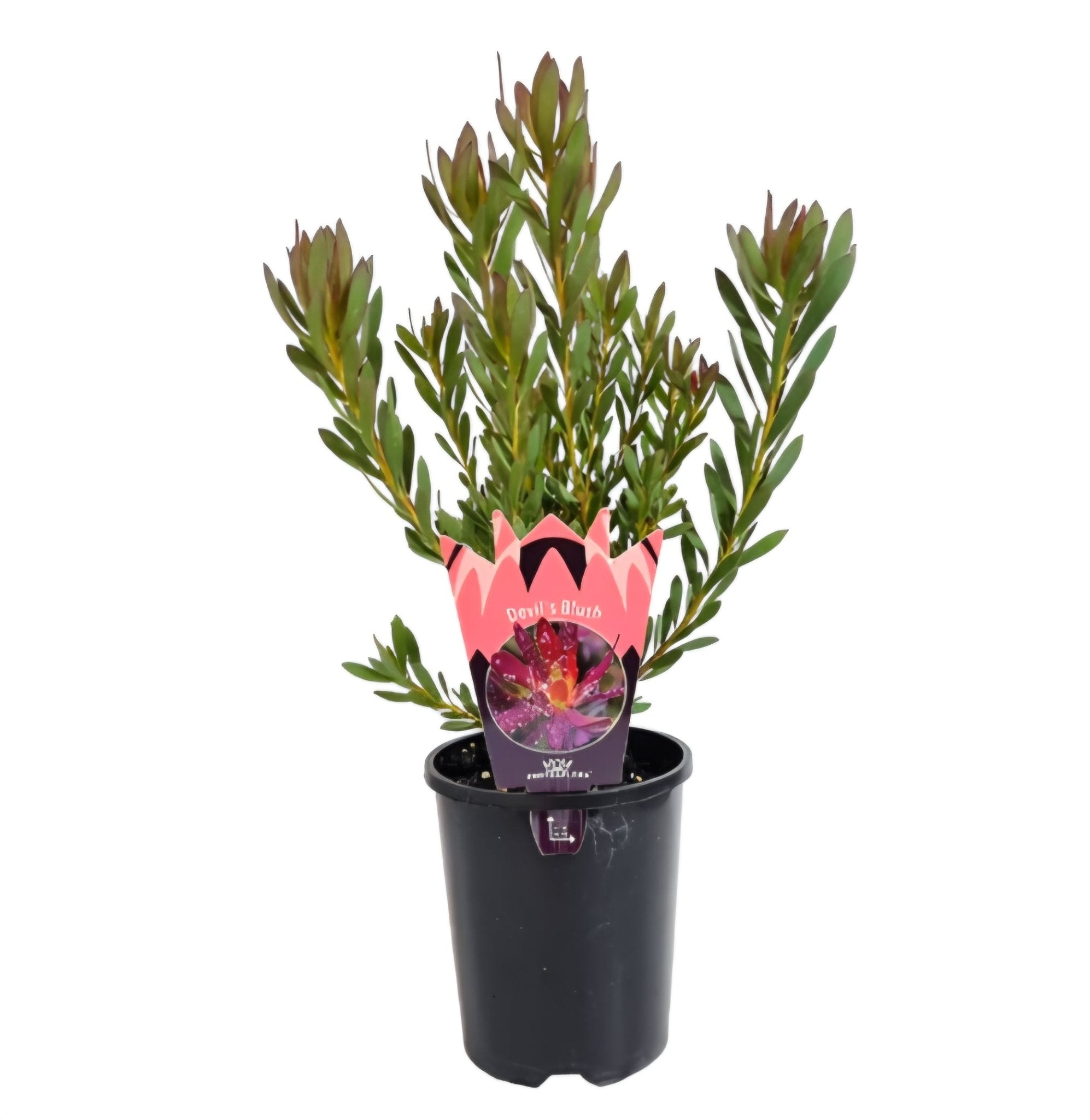 Leucadendron Devils Blush (Leucadendron salignum) - Ladybird Nursery