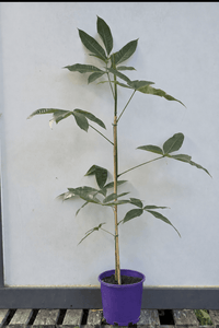Money Tree (Pachira aquatica) (PICK UP ONLY) - Ladybird Nursery