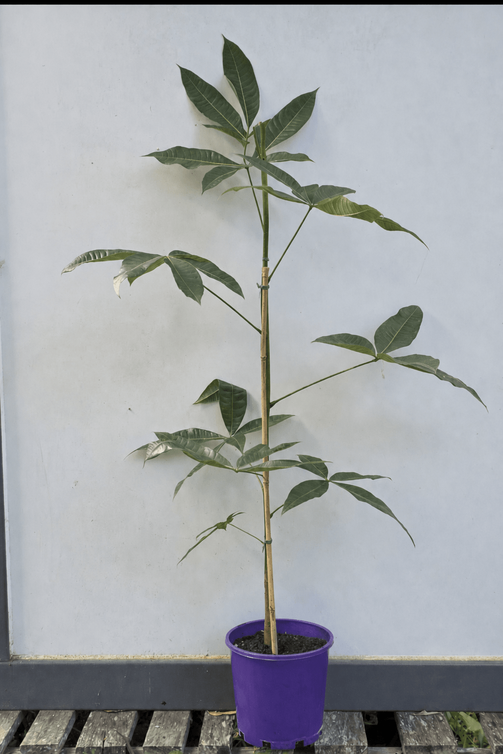 Money Tree (Pachira aquatica) (PICK UP ONLY) - Ladybird Nursery