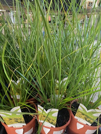 Fountain Grass 'NAFRAY®' (Pennisetum alopecuroides) - Ladybird Nursery