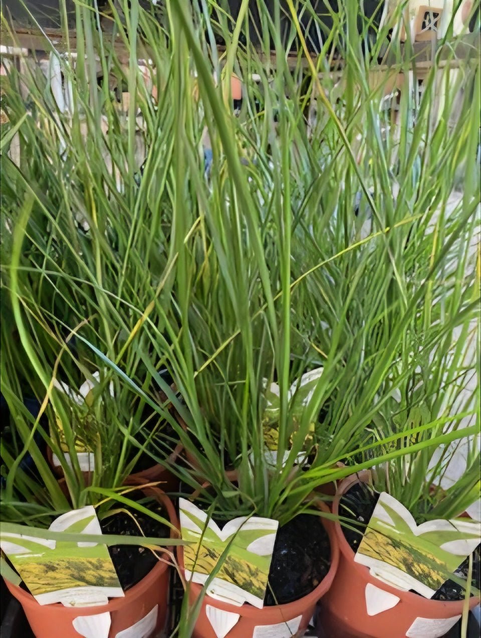 Fountain Grass 'NAFRAY®' (Pennisetum alopecuroides) - Ladybird Nursery