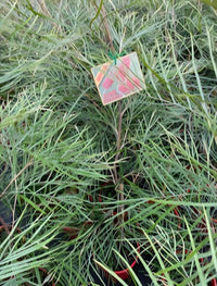Grevillea Blood Orange (large) 200mm - Ladybird Nursery