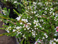 Fringe Myrtle (Micromyrtus ciliata) - Ladybird Nursery