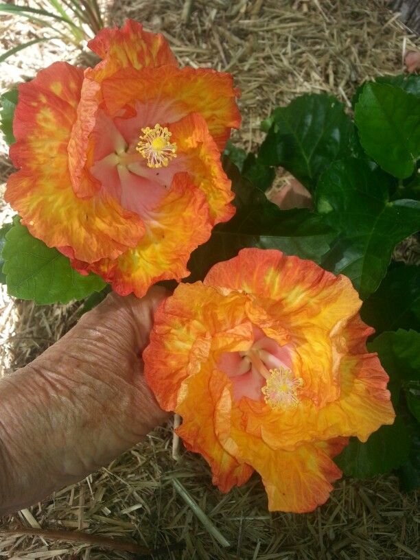 Hibiscus Fantasy Sunset Ruffle (Hibiscus rosa - sinensis) - Ladybird Nursery
