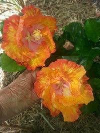 Hibiscus Fantasy Sunset Ruffle (Hibiscus rosa - sinensis) - Ladybird Nursery