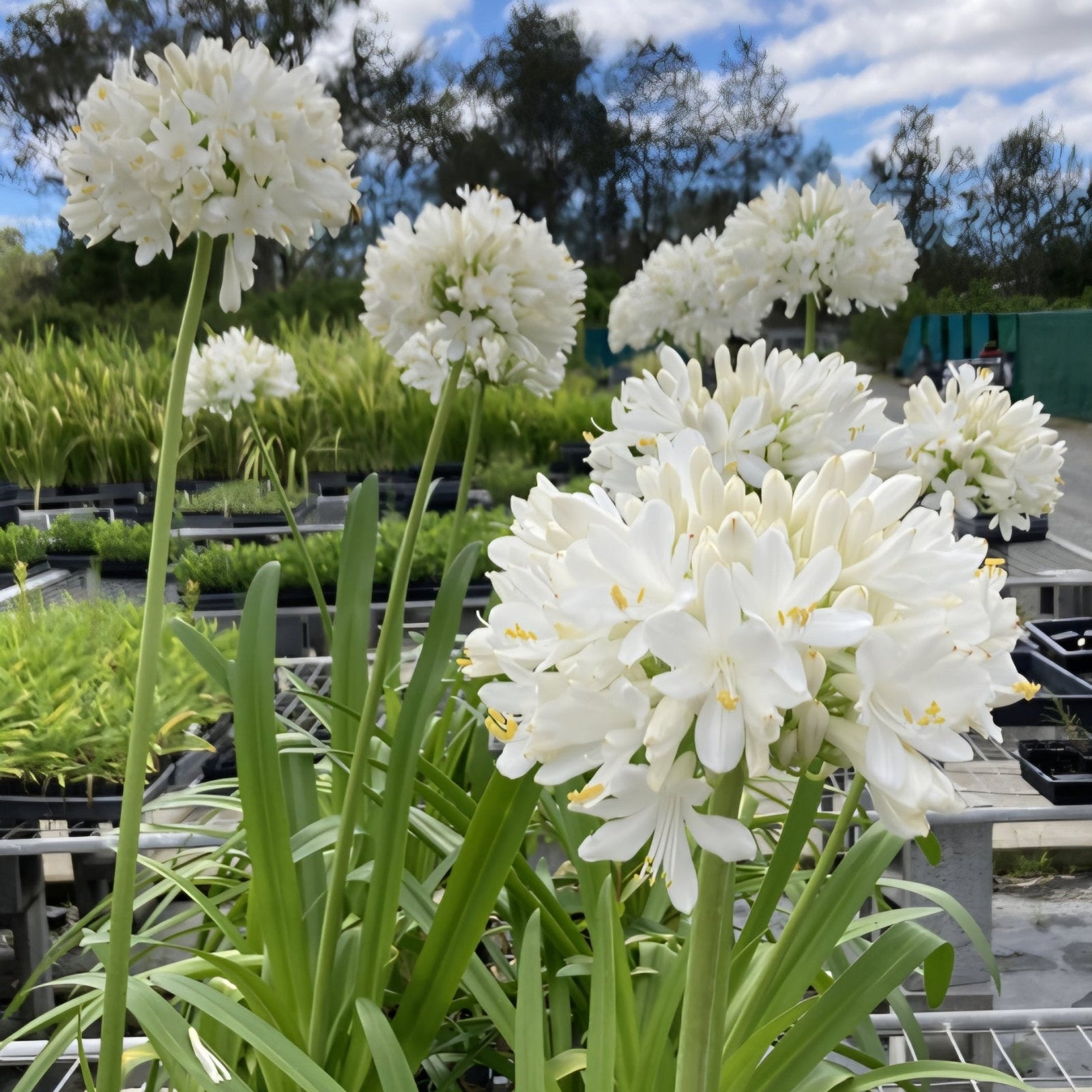 Agapanthus 'River Garden White' - Ladybird Nursery