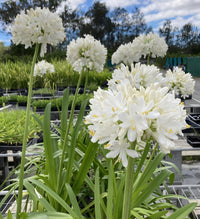 Agapanthus 'River Garden White' - Ladybird Nursery