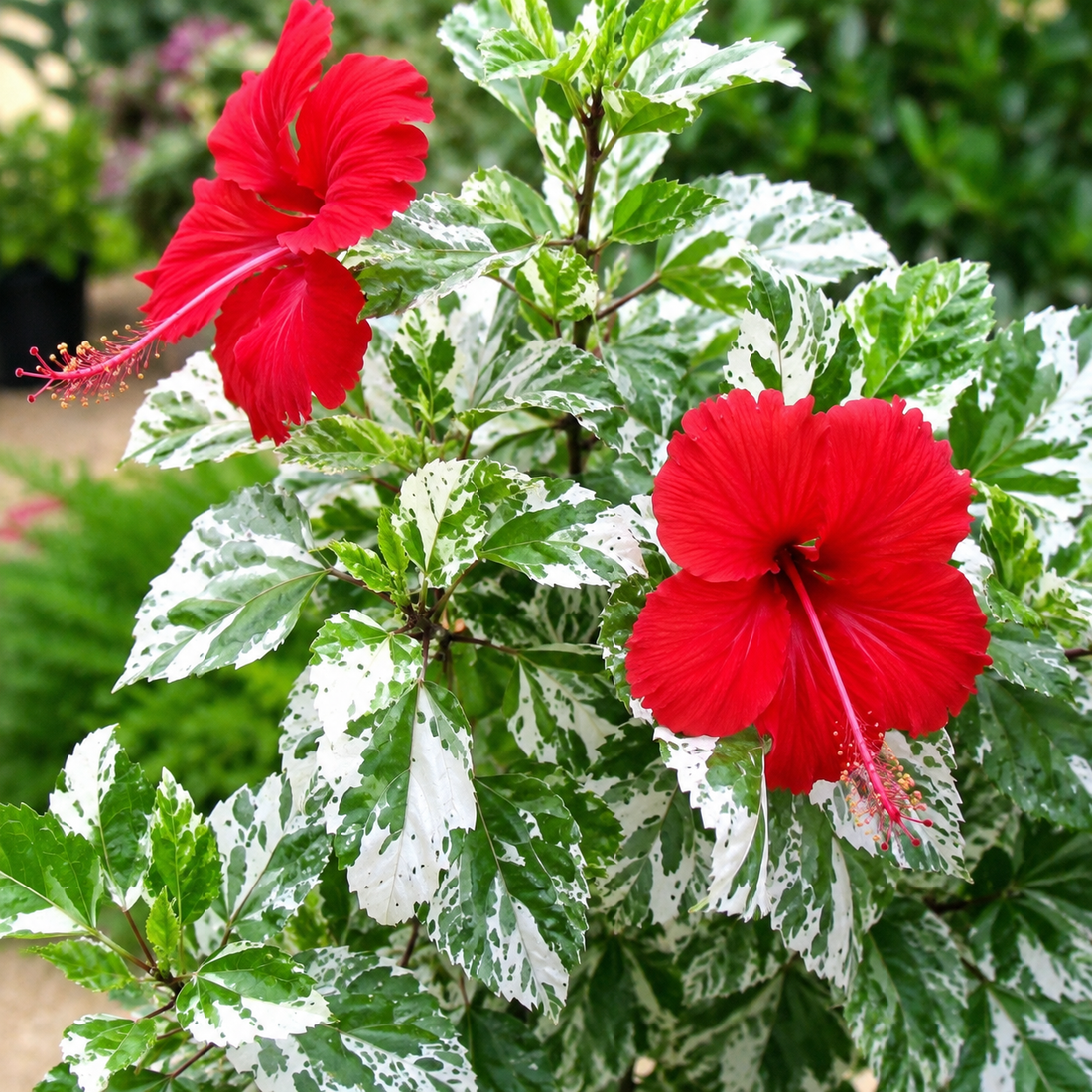 Hibiscus ‘Snowflake’
